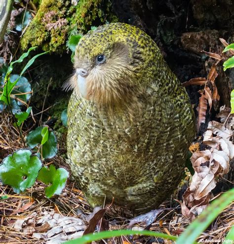 kakapo meaning